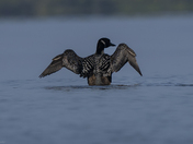 Common loon