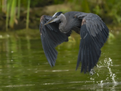 Great blue heron