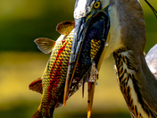 Unstoppable great blue heron