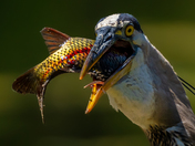 Great blue heron with the big one
