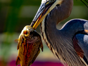 Great blue heron with the big one