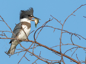 Belted Kingfisher with Fish