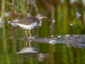 Spotted Sandpiper