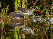 Spotted Sandpiper