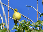 Little Yellow