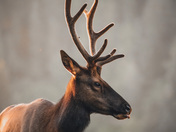 Roosevelt Elk