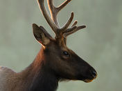 Roosevelt Elk