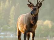 Roosevelt Elk