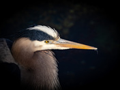 Blue Heron
