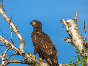 Juvenile Bald Eagle 