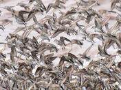Shorebirds