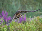 Northern Harrier