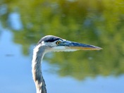 GREAT BLUE HERON