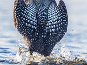 Common Loon