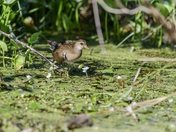 Juvenile Sora