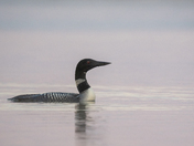 Common Loon