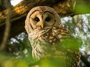 Barred Owl 