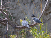 Juvenile Belted Kingfishers