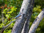 Juvenile Belted Kingfisher 