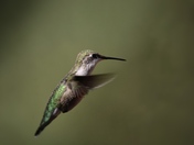 Hummingbird