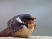 Chunky Swallow
