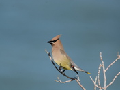Cedar Waxwing