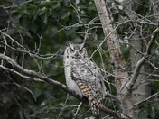 Great Horned Owl