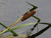 Lazy Cattail