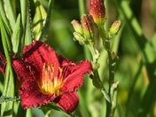 Red flower