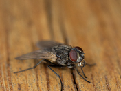 Drinking Fly