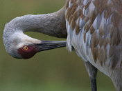 Sandhill crane