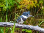 Belted Kingfisher 