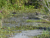 Just another day at the marsh