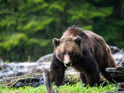 TELL EVERYBODY I'M ON MY WAY