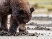 ROCKY FROM THE KHUTZEYMATEEN