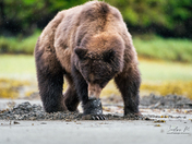 ROCKY FROM THE KHUTZEYMATEEN