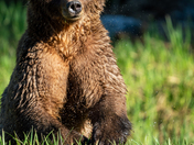 Beautiful Grizzly Sow