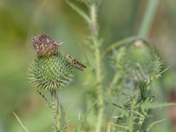 Red-legged Grasshopper
