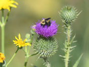 Brown-belted Bumble Bee