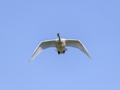 BIG white bird!