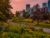 Warm Sunrise Over A Downtown Calgary Flowering Park