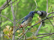A Mother's love 