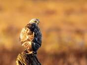 Rough Legged Hawk
