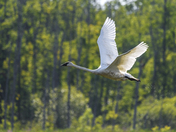 In flight