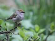 Perched Chipping Sparrow