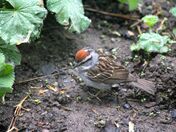 Foraging Chipping Sparrow