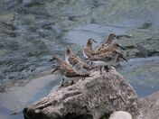 Sanderlings 