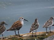 Dublin with Sanderlings