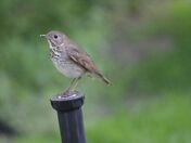 Hermit thrush 