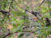 Feeding Cedar Waxwings